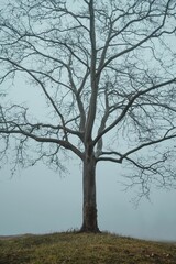 Obraz premium Lone, leafless tree stands on a grassy hill against a foggy sky, capturing a serene winter scene.