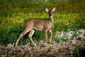 Doe stops to investigate movement as she makes her way across a marshy grassland in a riverbed.