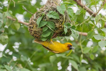 Yellow bird building nest in tree with green leaves.