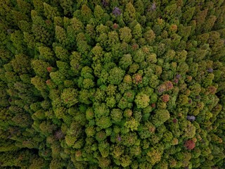 Aerial view of a dense green forest with diverse foliage.
