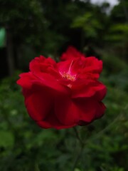 Red rose flower NATURE background Valentine's day greeting card Copy space. Valentines day card, symbolizes love