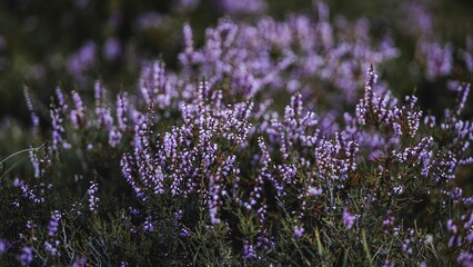 Fototapeta premium Close-up of blooming purple heather flowers.