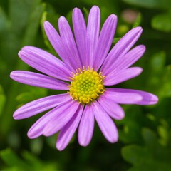 Obraz premium Vibrant purple daisy with a yellow center.