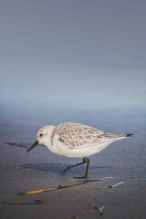Close-up of a small shorebird.