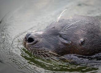 Fototapeta premium Seal's face close-up with whiskers in calm water.