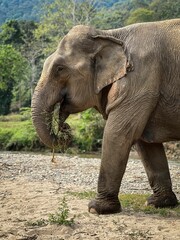 Fototapeta premium Asian elephant eating grass in a jungle in Thailand
