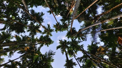 Upward view of tall palm trees against a blue sky, creating a natural canopy. Karnataka, India