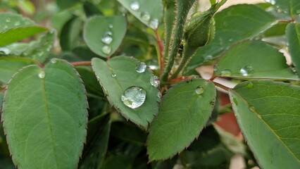 Close-up of green leaves with water droplets and a flower bud in a garden.