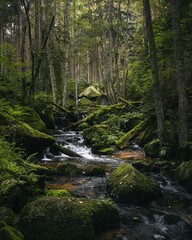 Serene forest stream flowing through moss-covered rocks and lush greenery