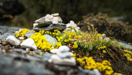 Closeup of a small rock cairn surrounded by vibrant yellow flowers in Aden, Daocheng, Sichuan, China
