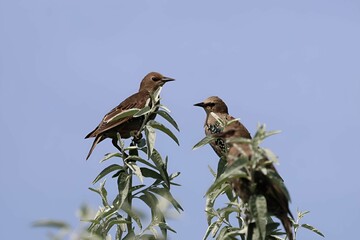 A pair of European Starlings perched atop a tree