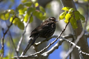 A female Red-winged Blackbird