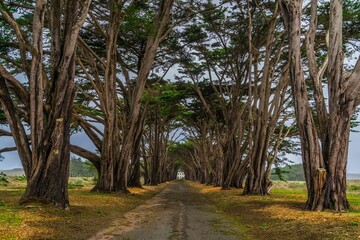 Pathway through arching trees leading to a distant house.