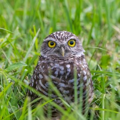 Burrowing owl with striking yellow eyes in grass