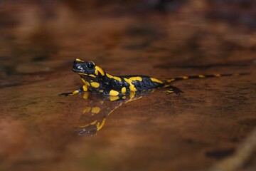 Close-up of a fire salamander in shallow water.