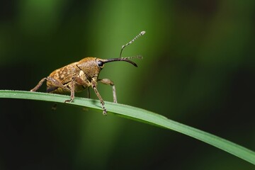 Macro shot of a weevil insect on a green leaf.