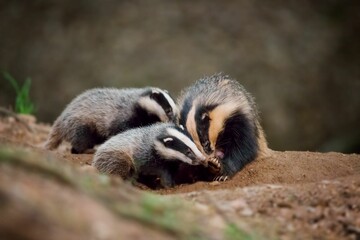 Badger family interacting in natural habitat