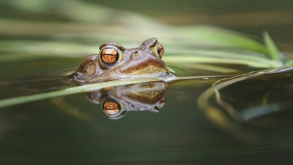 Frog's head peeking above water with reflection