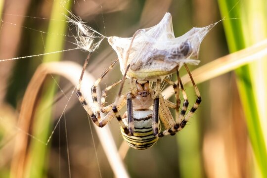 Spider wrapping prey in web