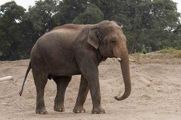 Obraz premium Majestic elephant on sandy terrain with green trees.