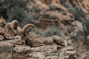 Bighorn sheep resting on rocky terrain