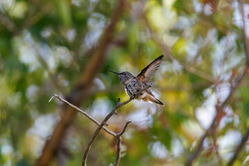 Hummingbird perched on a branch