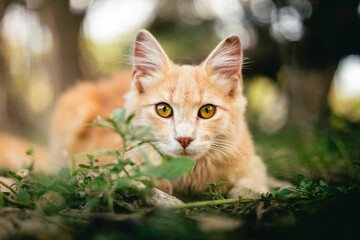 Orange cat with yellow eyes in grass