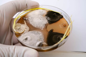 Close-up of a gloved hand holding a petri dish with various mold cultures growing on it