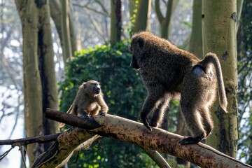 Adult Baboon with baby in the Lake Nakuru National Park, Kenya