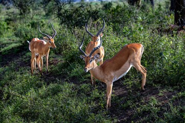 Group of male Impalas in Lake Nauru National Park, Africa