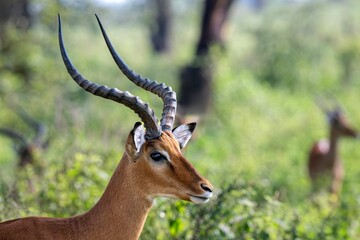 Female Impala in Lake Nauru National Park, Africa