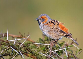 Male Kenya Rufous Sparrow perched on a tree at the Lake Nakuru National Park, Kenya