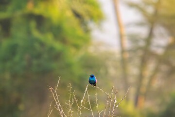 Greater blue-eared Starling perched on a tree at the Lake Nakuru National Park, Kenya