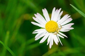 Close-up of a daisy with a spider