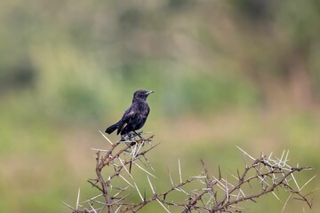 Ruppell's Black Chat perched on a tree at the Lake Nakuru National Park, Kenya