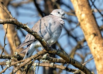 Closeup of a Eurasian Collared Dove at the Lake Nakuru National Park, Kenya