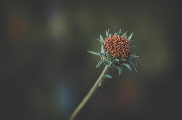 Dried flower bud close-up