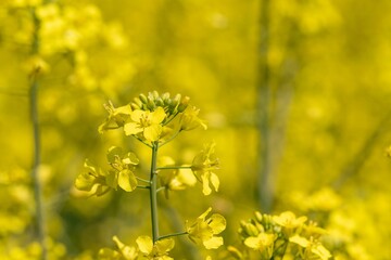 Close-up of yellow flowers in a field.