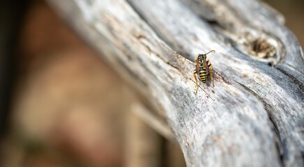 Wasp on weathered wood in outdoor setting