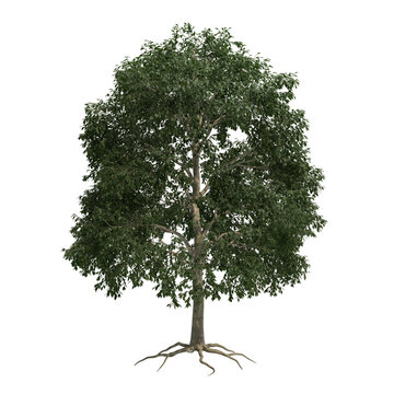 beech tree isolated on transparent png background - 3D Illustration