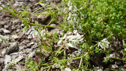 Beautiful white flowers of Climbing fumitory (Fumaria capreolata) is also common in riparian areas in New South Wales, Australia, Native to northern Africa.