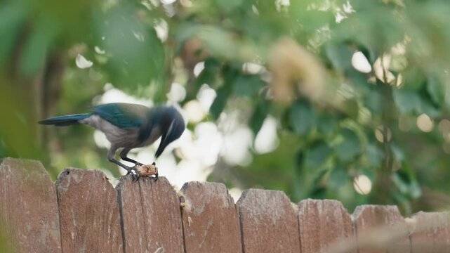 Florida scrub jay hitting a peanut with its beak to open it, on a garden wooden fence
