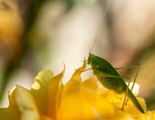 Close-up of a green grasshopper on a yellow flower with a blurred background