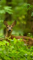 Young deer in a lush green forest