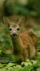 Young deer with big eyes in a forest