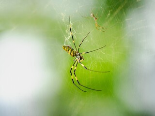 Colorful spider on web with blurred green background.