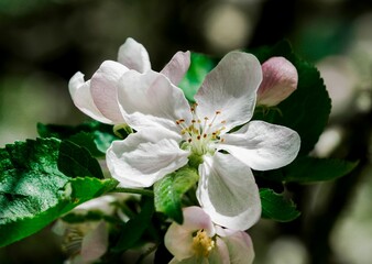 Close-up of a white flower blossom in sunlight