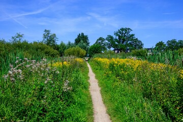 Obraz premium Summer landscape with a narrow walking path in the middle surrounded by green bushes