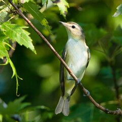 Obraz premium Closeup view of a warbling vireo bird perching on a tree twig on a sunny day, with a blur background