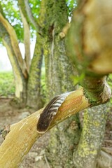 Bird feather on tree branch in forest